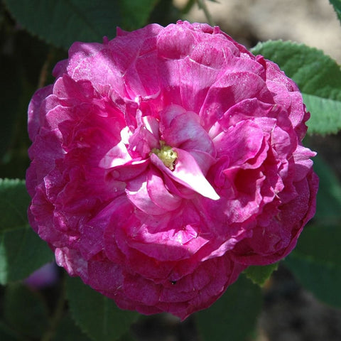 Magenta rose blossom with ruffled petals and visible center, close-up