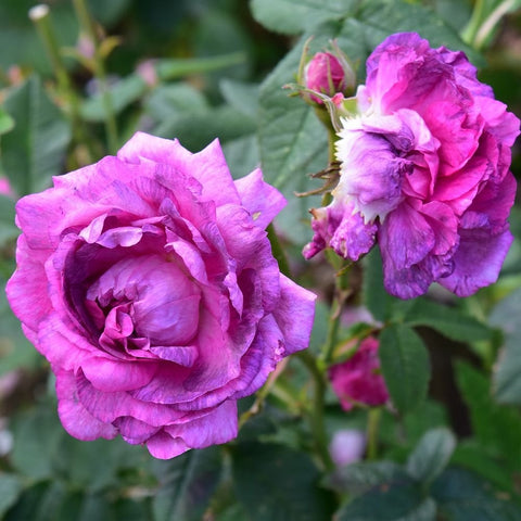 Two pink and purple rose flowers on stems with green leaves and buds