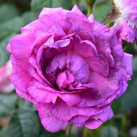 Pink and purple rose bloom with layered petals, close-up on green leaves