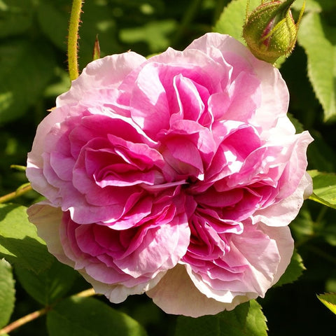 Blush damask rose bloom with layered pink petals and green leaves