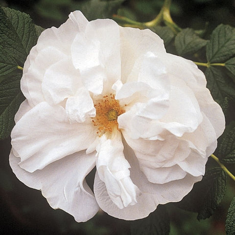 White double-flowered rose bloom, ruffled white petals with golden center, on leaves