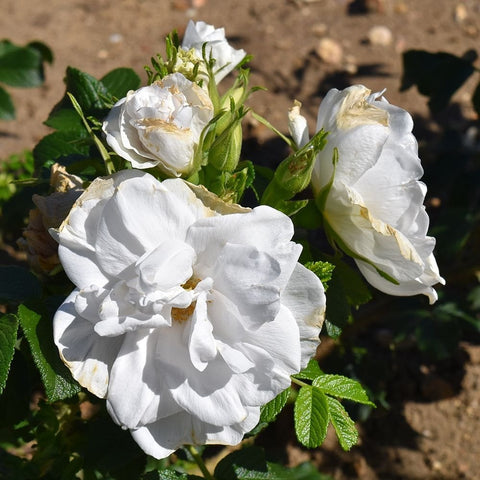 Cluster of white double roses with ruffled petals, green buds, and surrounding leaves