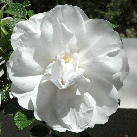Single white double rose flower with layered petals and pale yellow center, on leaves