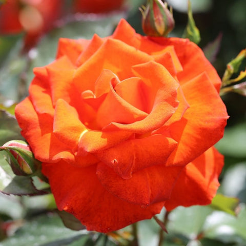 Orange-red rose bloom with layered petals and green leaves, close-up