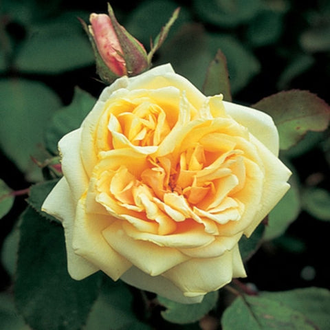 Pale yellow cream rose with layered petals on bare stems, Bouquet D'Or