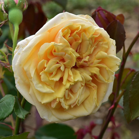 Creamy pale yellow rose bloom with ruffled petals and flower buds on stems