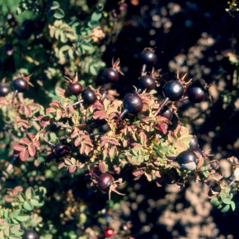 Dark round rose hips clustered on green stems with small leaves