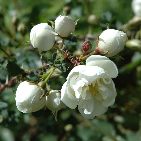 White rose buds and double blooms on green thorny stems