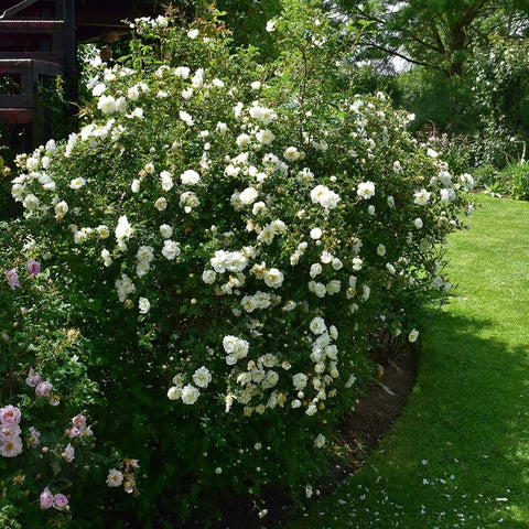 Large shrub covered in white double rose flowers with dense green foliage