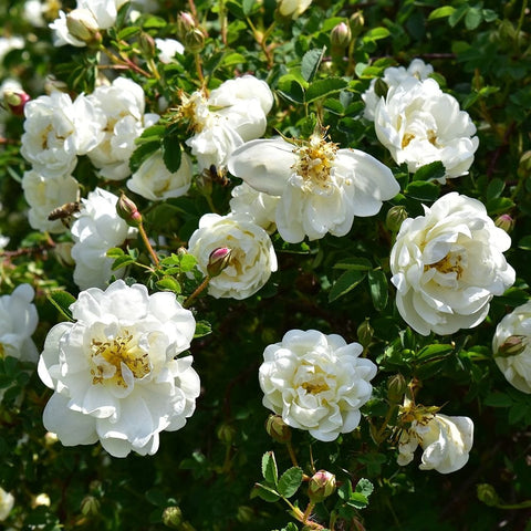 White double rose blossoms with yellow centers and green leaves on stems