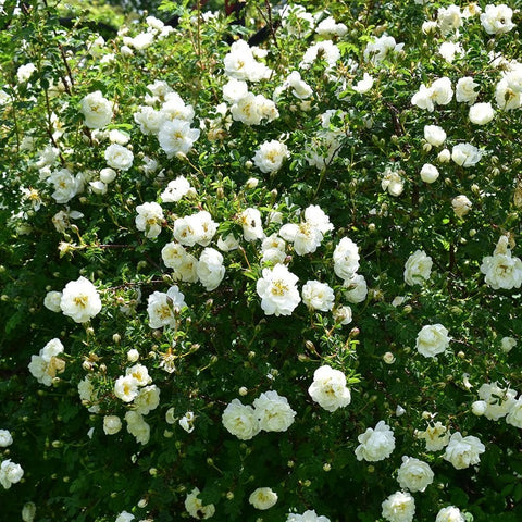 White double-flowered rose bush with many blooms across green foliage