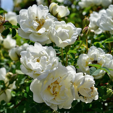 Close-up of white double rose flowers with layered petals and yellow centers