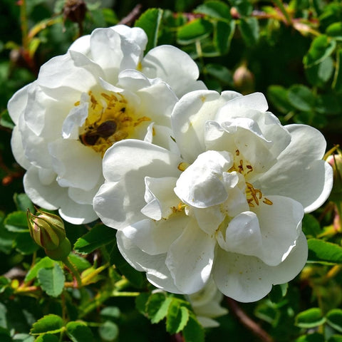 White double rose bloom with layered petals and yellow center on green leaves