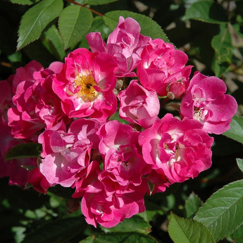 Pink rose blossoms with yellow centers and serrated green leaves