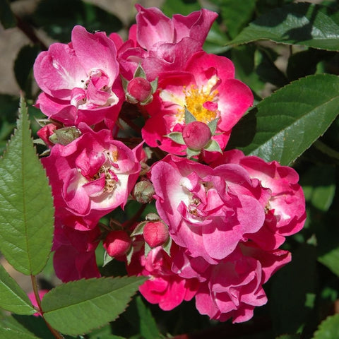 Pink rose blossoms in a tight cluster, layered petals with yellow centers