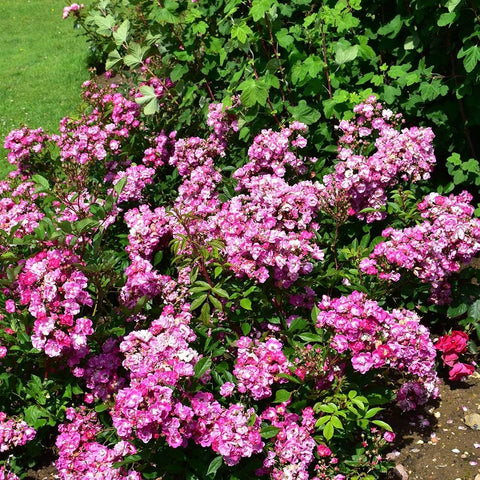 Pink rose shrub with many small blossoms and green leaves