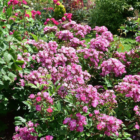 Pink rose bush with abundant small blossoms and leafy green stems