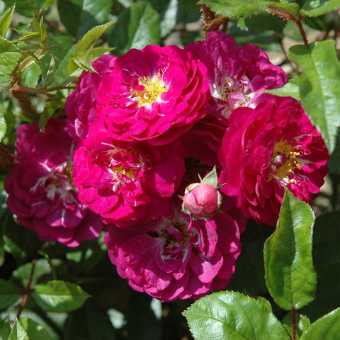 Cluster of deep pink rose flowers with green leaves and several buds