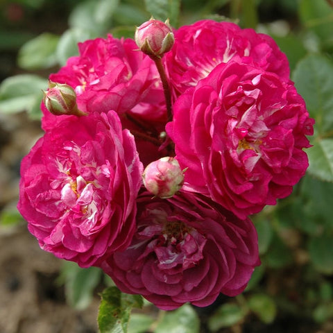 Pink rose blossoms on stems with multiple unopened buds and leaves