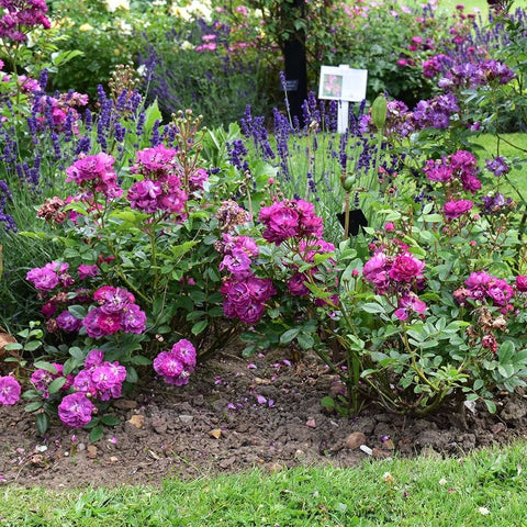 Rose garden bed with clusters of purple and pink blooms and green foliage