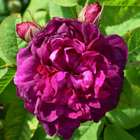 Rich magenta rose flower surrounded by green leaves and tight flower buds