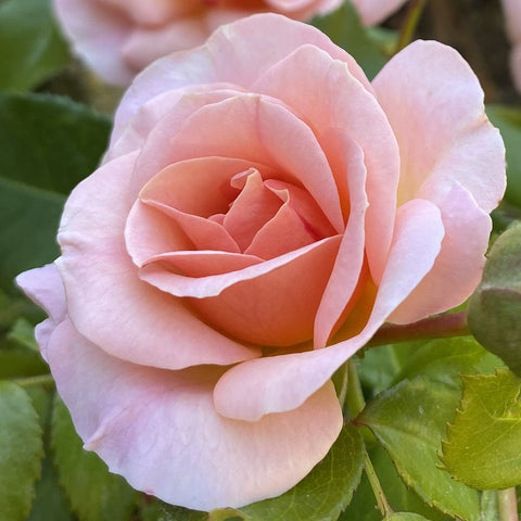 Light pink rose bloom with curled petals and peach center, close-up among green leaves
