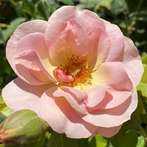 Pale pink rose flower with yellow center and red-tinted stamens, full bloom close-up