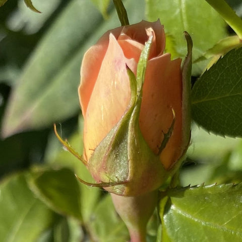 Rose bud on green stem with surrounding leaves, pre-bloom flower head