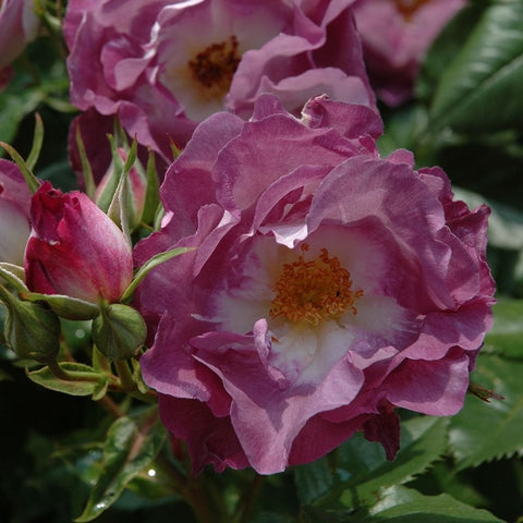 Pink and white rose bloom with ruffled petals and warm yellow-gold center