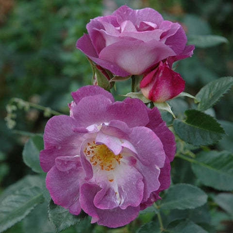 Purple-pink rose flowers with white centers and green leaves on branching stems