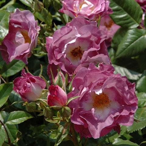 Multiple rose blooms in pink and purple tones with green buds and leaves