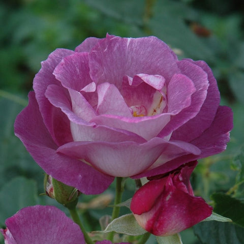 Single rose flower in magenta-purple with ruffled petals and white inner petals