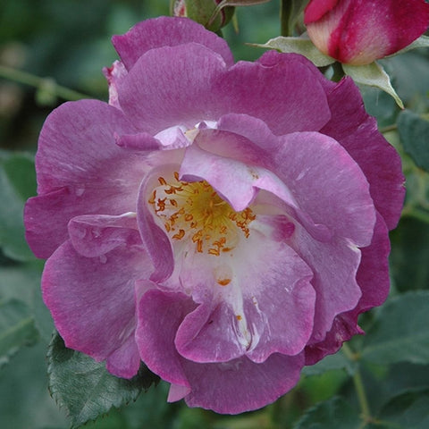 Close-up of purple-pink rose with white center and visible yellow-gold stamens