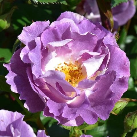 Lilac and white rose bloom with ruffled petals and golden center stamens