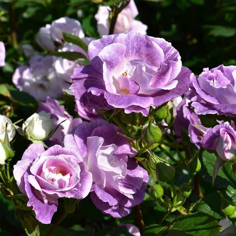 Larger purple rose bloom and nearby buds on leafy green stems