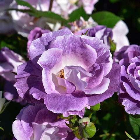 Lavender rose bloom with a white center and golden stamens