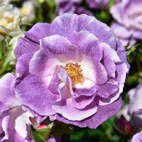 Big lilac-and-white rose flower with ruffled petals and yellow-gold center