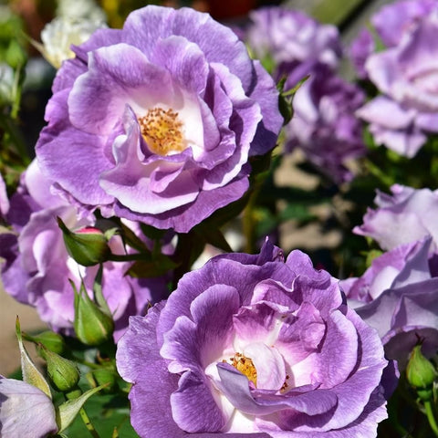Cluster of lilac rose flowers with white centers and green buds on stems