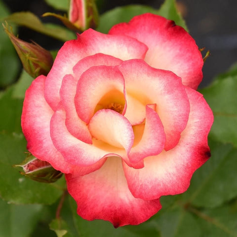 Blooming rose flower with bright pink petals and a creamy yellow center
