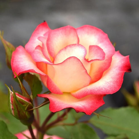 Pink and cream rose bloom with green buds on branching stems