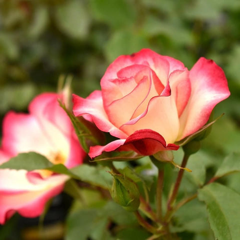 Pink and cream rosebud and bloom with green leaves on stems