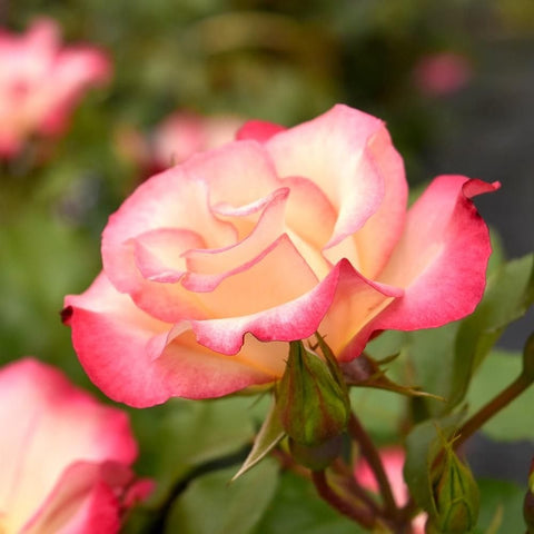 Pink and cream rose blooms with buds and green foliage on stems