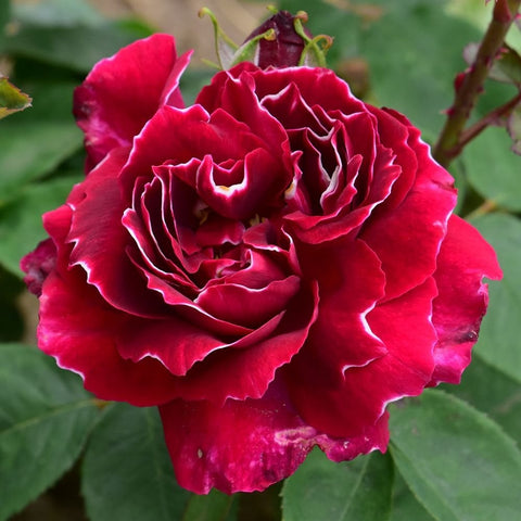 Pink rose flower with ruffled petals, layered bloom, and surrounding leaves