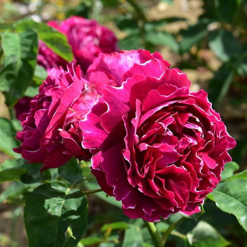 Raspberry-pink rose flowers cluster with ruffled petals and green leaf blades