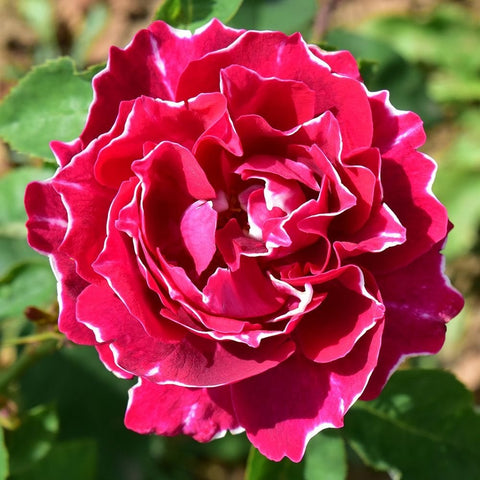 Vivid pink magenta rose flower with ruffled petals and green leaves