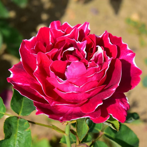 Bright pink rose flower with light pink edging and green leaves