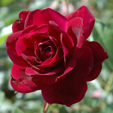Deep burgundy rose bloom with layered petals and green stems