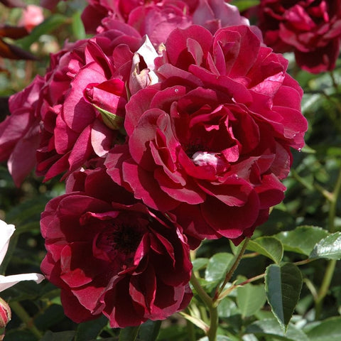 Deep burgundy rose cluster with open petals and buds on green stems
