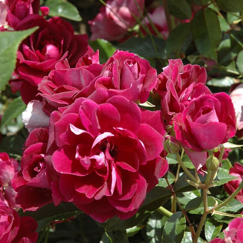Deep burgundy rose blooms with ruffled petals and surrounding green leaves