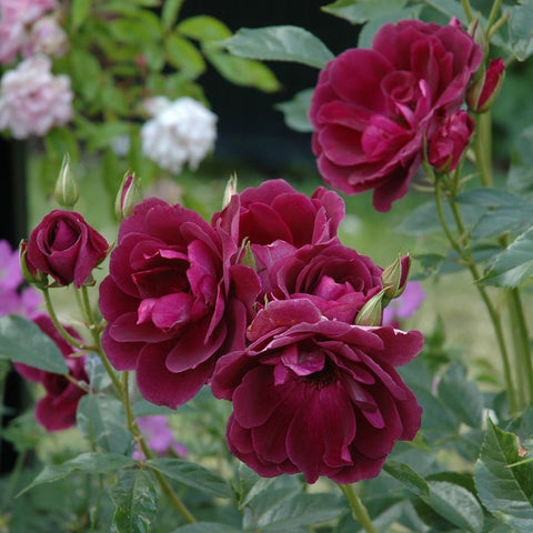 Deep burgundy rose flowers on green stems with a few buds